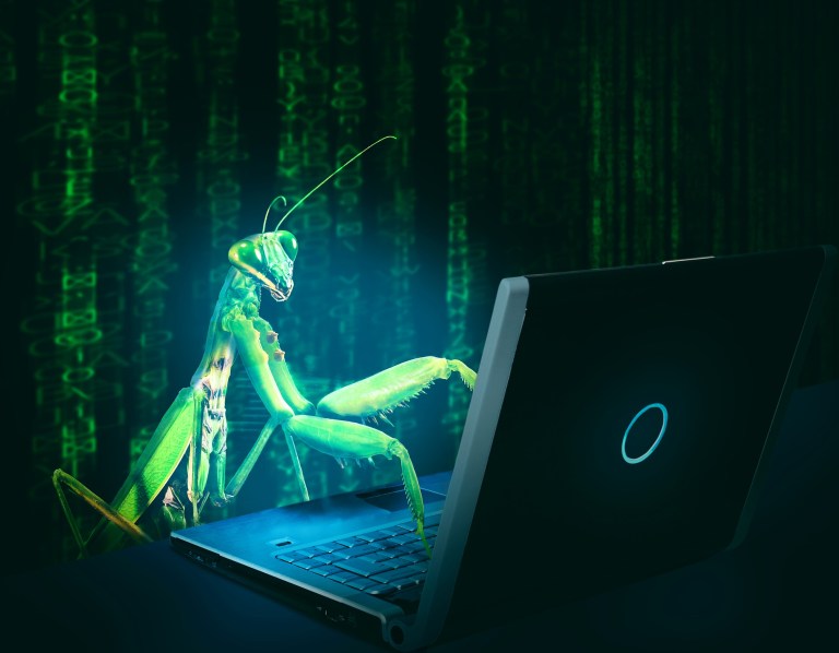 Fileless Malware - Evolving Cyberthreat | Chuck's Cyber Wall | Chuck’s Cyber Wall – Fileless Malware: An Evolving Threat praying mantis at computer
